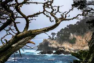 Point Lobos-0100.jpg